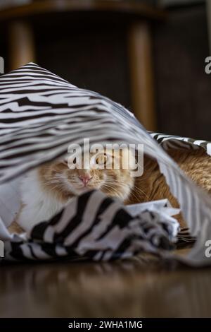 A ginger cat looking through a ripped striped bag Stock Photo