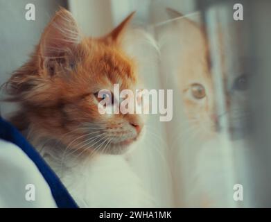 A fluffy orange cat looking through a window Stock Photo