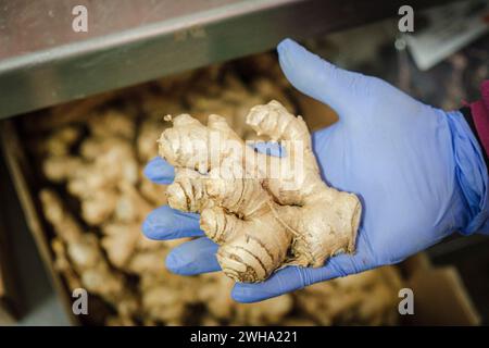 hand holding a ginger bulb, Zingiber officinale, Sa Teulera farm, Petra, Mallorca, Balearic Islands, Spain Stock Photo