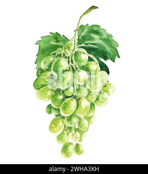 Hand drawn watercolor grapes composition, delicious green and blue purple fruits isolated on white background. Food realistic illustration. Stock Photo