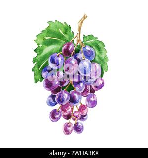 Hand drawn watercolor grapes composition, delicious green and blue purple fruits isolated on white background. Food realistic illustration. Stock Photo