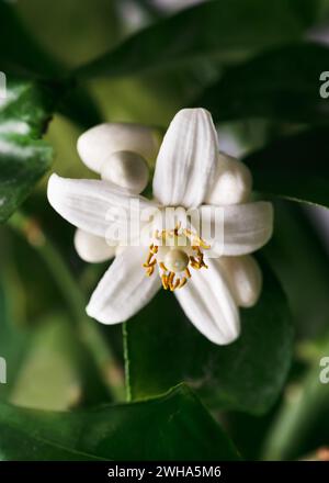 Beautiful white flower of pomelo citrus fruit on the branch of the tree with green leaves. (Citrus maxima) . Gardening or indoor plants concept. Stock Photo