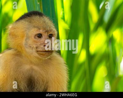 Curious monkey sits in front of palm leaves. The recording location was in the Manuel Antonio National Park in the morning. Stock Photo