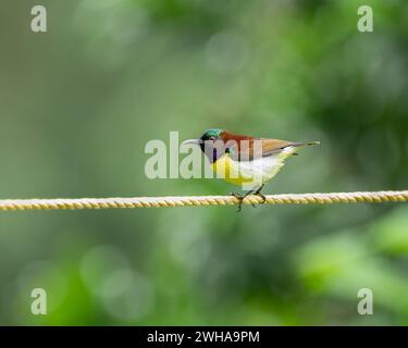 Side profile of a colorful male Purple-rumped sunbird (Leptocoma zeylonica), perched on a rope in the garden. Stock Photo