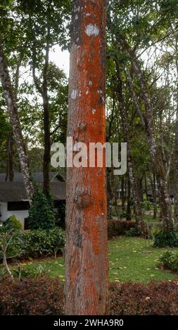 Bright red orange growth of trentepohlia umbrina algae on a tree trunk. Stock Photo