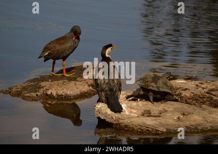 3 Animals resting on the Lakeside in Brisbane, Australia Stock Photo