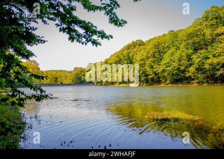 A tranquil lake in the forest reflects the serene beauty of nature in good weather, creating a calm and pristine oasis amidst the trees Stock Photo