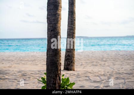 A mesmerizing view of palm tree trunks against the backdrop of the azure sea in the tropical paradise of Maldives, offering an idyllic and tranquil co Stock Photo