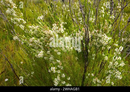 Tea tree (Leptospermum scoparium), a white-flowering shrub in the myrtle family, natural habitat in Western Australia Stock Photo