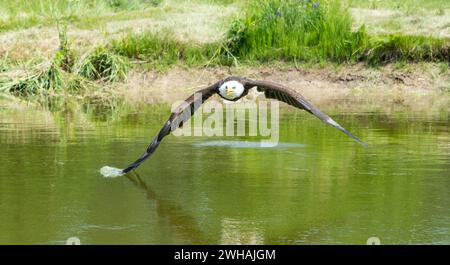 A bald eagle (Haliaeetus leucocephalus) gracefully soaring above the lake Stock Photo