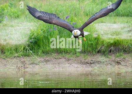 A bald eagle (Haliaeetus leucocephalus) gracefully soaring above the lake Stock Photo