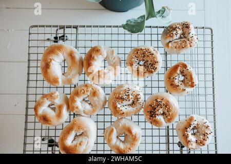 Sourdough bagels on rack, everything or plain Stock Photo