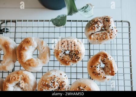 Sourdough bagels on rack, everything or plain Stock Photo