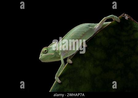 Baby veiled chameleon playing in the leaves Stock Photo