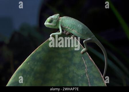 Baby veiled chameleon playing in the leaves Stock Photo