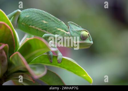 Baby veiled chameleon playing in the leaves Stock Photo