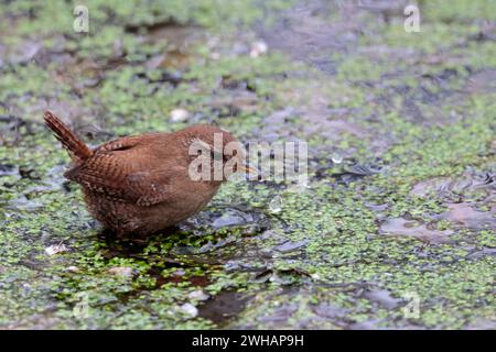 Wren troglodytes x2, walking on pond weed with prey small dumpy bird brown back and short cocked tail paler underside pale line over eye fine bill Stock Photo