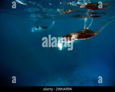 Swimming with reef manta rays gian manta ray birostris in Ari Atoll, Maldives. Stock Photo