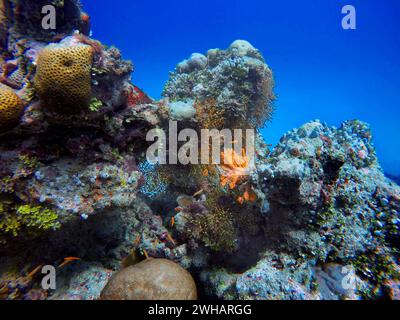 Diving with the corals and colour fishes in Ari Atoll, Maldives. Stock Photo