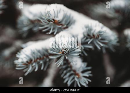 Close up of snow covered needles on branches of blue spruce tree. Stock Photo