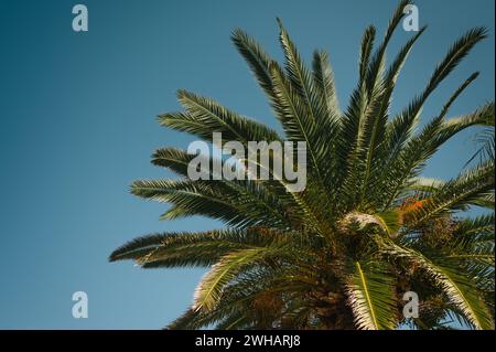 Low angle view of palm tree isolated on a blue background Stock Photo