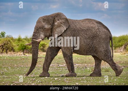 old bull of African bush elephant (Loxodonta africana) walking, Etosha National Park, Namibia, Africa Stock Photo