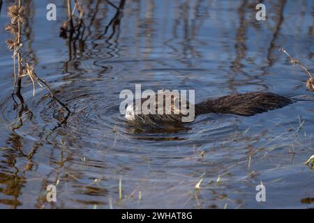 coypu, or nutria (Myocastor coypus) is a herbivorous semi-aquatic rodent that feeds on river plants and lives in burrows along river banks. It is nati Stock Photo