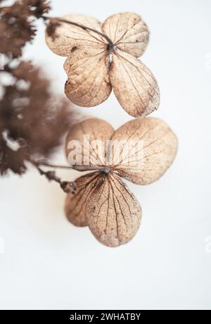 Close up of dried brown petals on hydrangea flowers in winter. Stock Photo