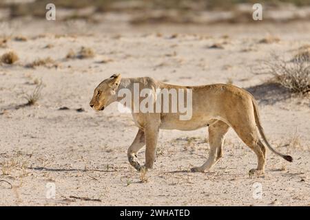 walking lioness (Panthera Leo),  Etosha National Park, Namibia, Africa Stock Photo