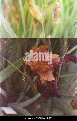 Abstract Whimsical Iris Flowers on Film Stock Photo