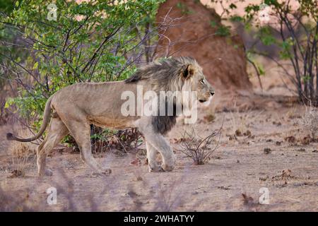 male lion (panthera leo) patroling its territory, Etosha National Park, Namibia, Africa Stock Photo