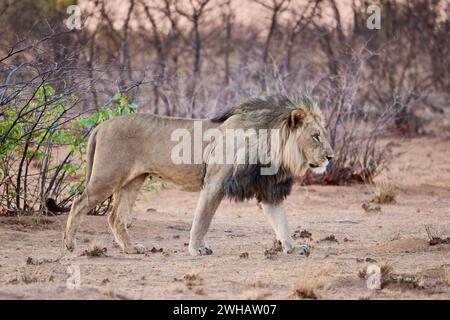 male lion (panthera leo) patroling its territory, Etosha National Park, Namibia, Africa Stock Photo