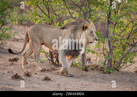 male lion (panthera leo) patroling its territory, Etosha National Park, Namibia, Africa Stock Photo