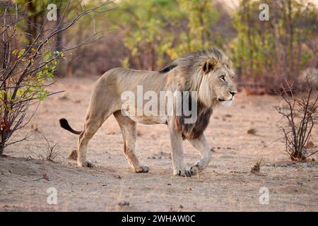 male lion (panthera leo) patroling its territory, Etosha National Park, Namibia, Africa Stock Photo