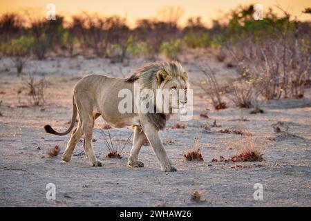 male lion (panthera leo) patroling its territory, Etosha National Park, Namibia, Africa Stock Photo