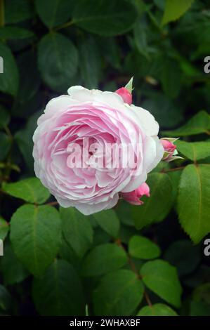 Pink English Shrub Roses Single Pink Rosa 'Olivia Rose Austin' (English Shrub Rose) grown in the ...