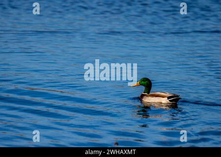 Mallard (Anas platyrhynchos) male swimming in the water. Photographed in Israel, in December Stock Photo