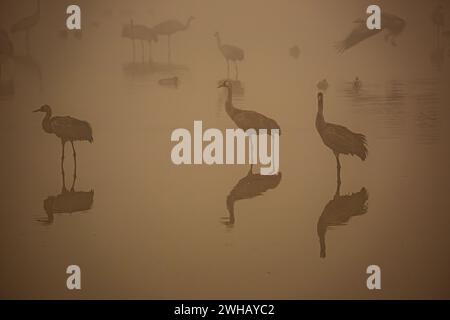 Common crane (Grus grus) Silhouetted in the shallow waters at dawn. Photographed in the Hula Valley, Israel, in January Stock Photo