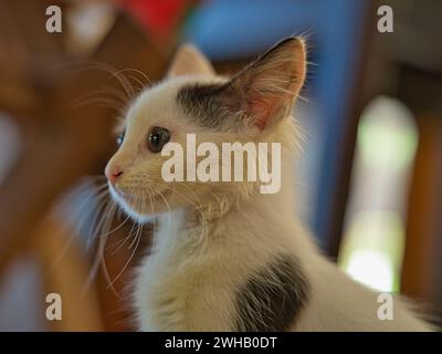 Small  black and white male kitten closeup shot, Mahe Seychelles Stock Photo