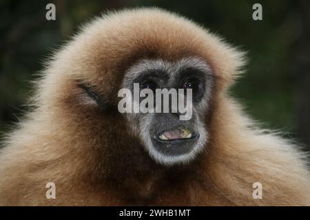 Portrait of a gibbon Monkeyland Primate sanctuary, Plettenberg Bay, South Africa Stock Photo
