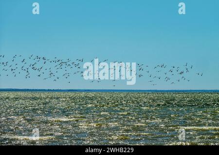 Migrating limicolae (stints, dunlin and curlew sandpiper predominate) on coast of Arabatskaya Strelka, Lake Sivash. May stop-overs Stock Photo