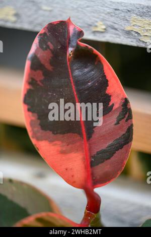 A variegated cultivar of the Ficus elastica (rubber tree) var. Tineke Stock Photo