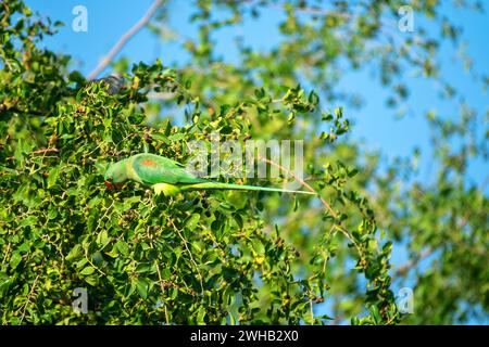 Emerald-collared parrakeet (Psittacula calthorpae, male) feeds on fruits like Juneberry (Amelanchier), winter bird plumage. Now it's a synanthropic bi Stock Photo