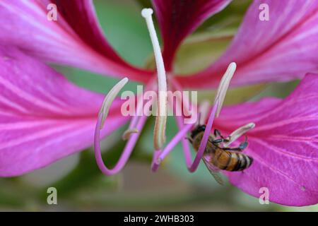 Honey Bee is pollinating a Bauhinia variegata [a species of flowering plant in the legume family Fabaceae, Common names include orchid tree and mounta Stock Photo