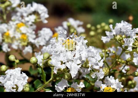 Crape myrtle flowers (Lagerstroemia indica) on tree Stock Photo