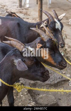 Goats awaiting being butchered and strung up for sale on a roadside in the Dominican Republic.  Goat, or chivo, is a very popular dish there. Stock Photo