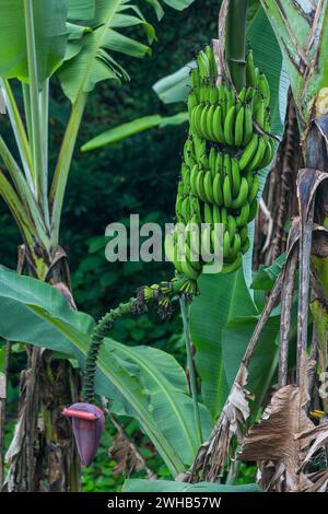 A stalk of bananas growing alongside a road in the Barahona Province of the Dominican Republic. Stock Photo