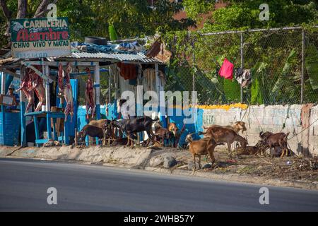 Goats awaiting being butchered and strung up for sale on a roadside in the Dominican Republic.  Butchered carcasses can be seen hanging in the backgro Stock Photo