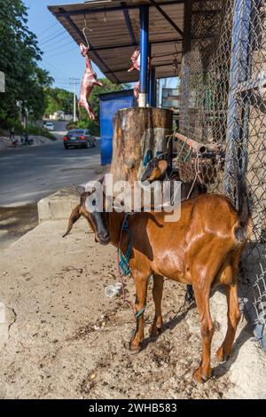 Goats awaiting being butchered and strung up for sale on a roadside in the Dominican Republic.  Butchered carcasses can be seen hanging in the backgro Stock Photo