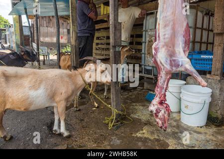 Goats awaiting being butchered and strung up for sale on a roadside in the Dominican Republic.  Butchered carcasses can be seen hanging up.  Goat, or Stock Photo